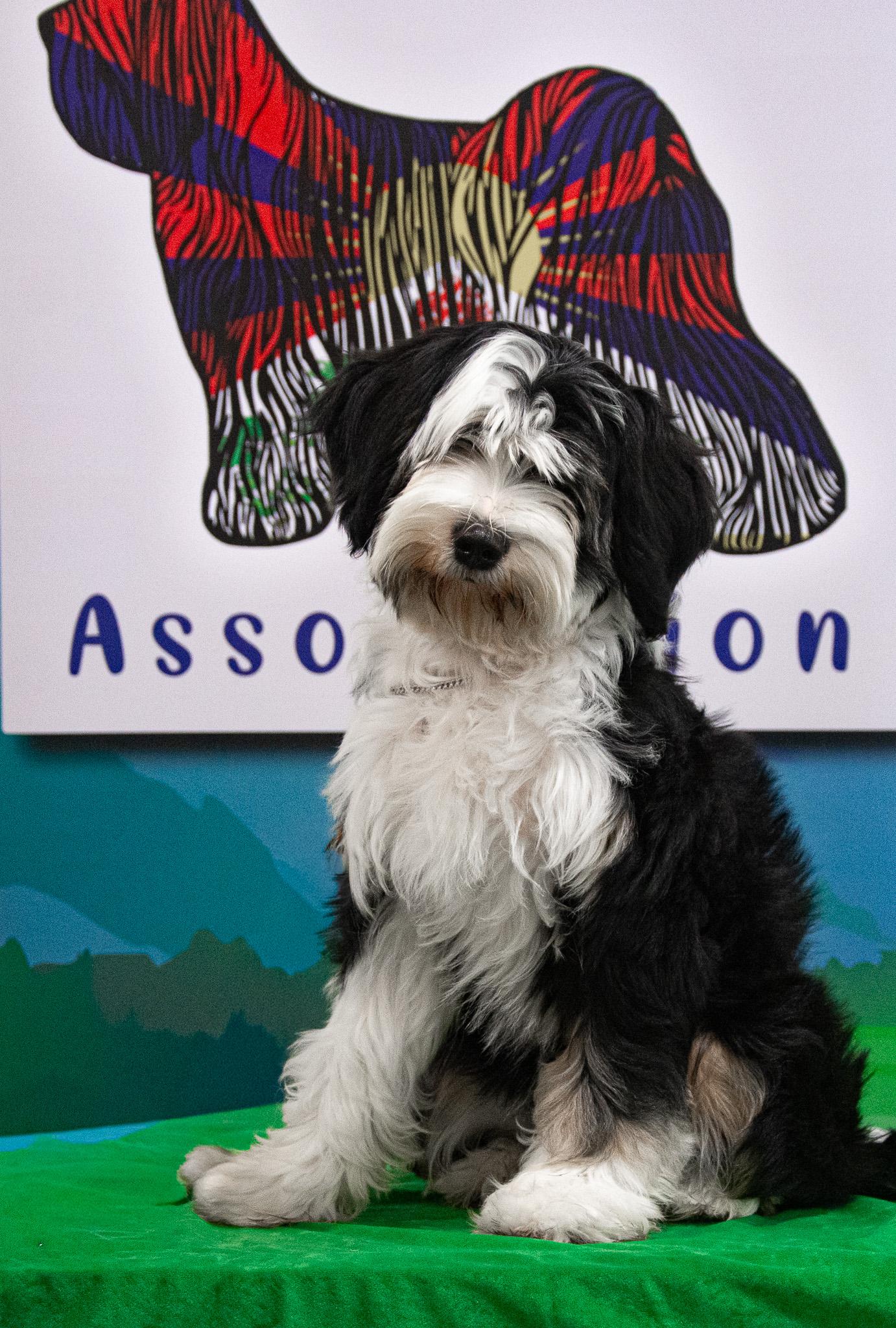 Best Baby Puppy 2025 Judge E Hadlow