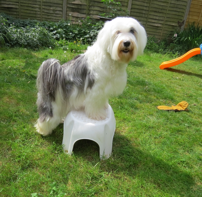 Grooming Tibetan Terrier Association